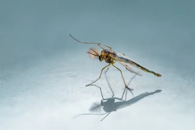 Wyglądem i trybem życia przypominają komary. Potrafią być równie uciążliwe