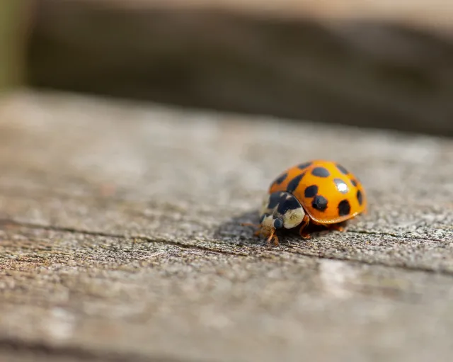 Chcesz, aby biedronki azjatyckie ominęły twój dom? Przygotuj aromatyczny spray
