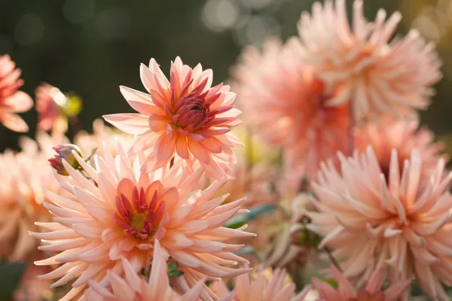Najmodniejszy kolor kwiatów w tym roku. Eksperci nie mają wątpliwości