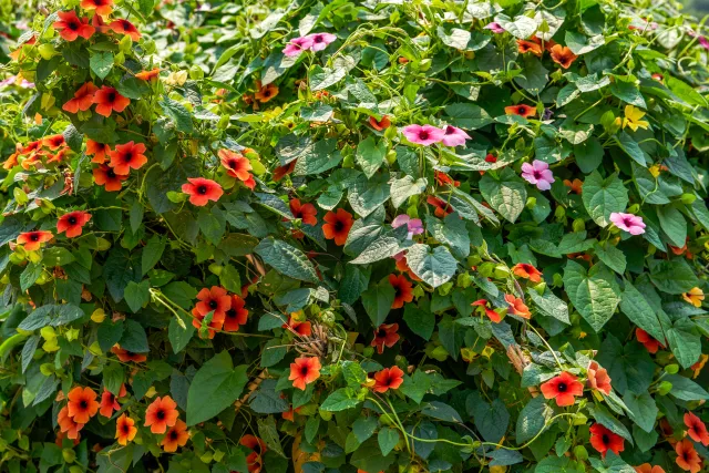 Naturalna zasłona pełna kwiatów. Piękne pnącze do twojego ogrodu