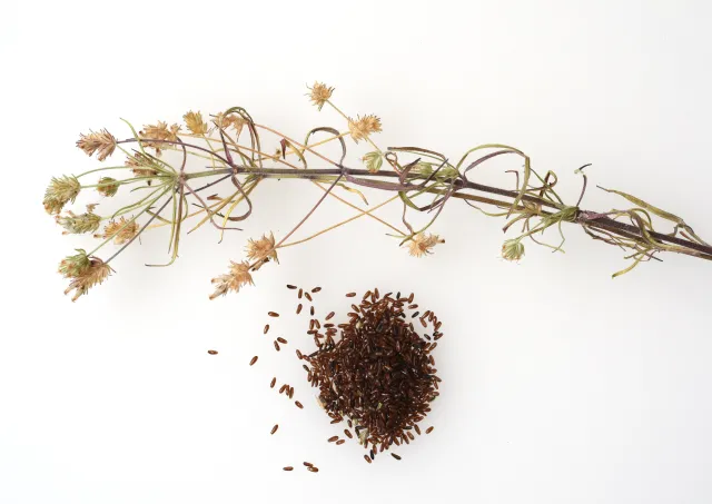 Działa lepiej niż siemię lniane. Wspiera pracę jelit i pomaga w odchudzaniu