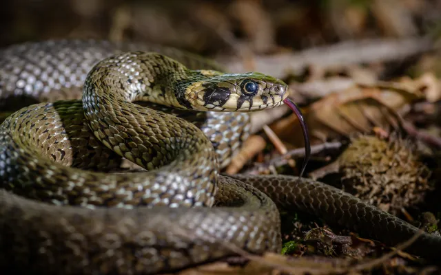Występuje w całej Polsce i bywa mylony ze żmiją. Czy jego ugryzienie jest groźne?