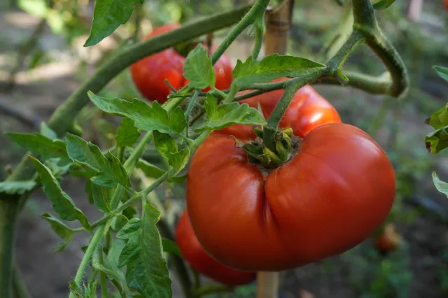 Pamiętaj o cieniowaniu pomidorów. Ten zabieg stosowały już nasze babcie