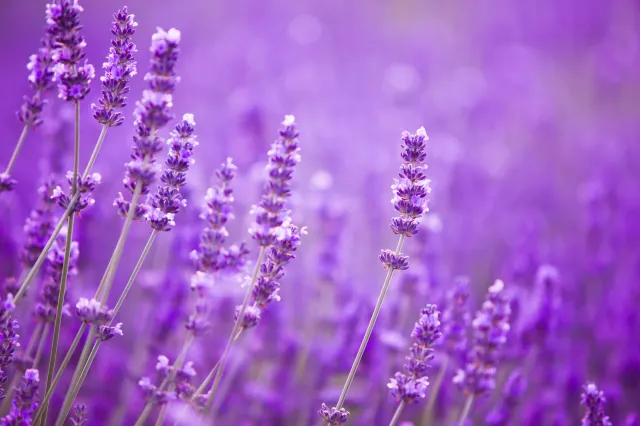 Kwitnie ponad trzy miesiące w roku. Nie wymaga skomplikowanych zabiegów
