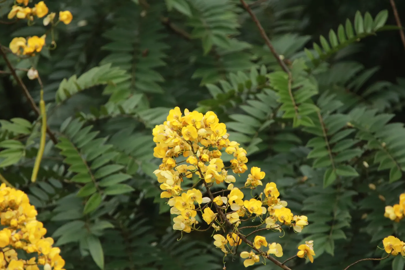 Herbata z liści senesu