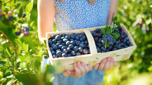Posadź obok borówki amerykańskiej. Dzięki takiemu sąsiedztwu będzie wspaniale owocować