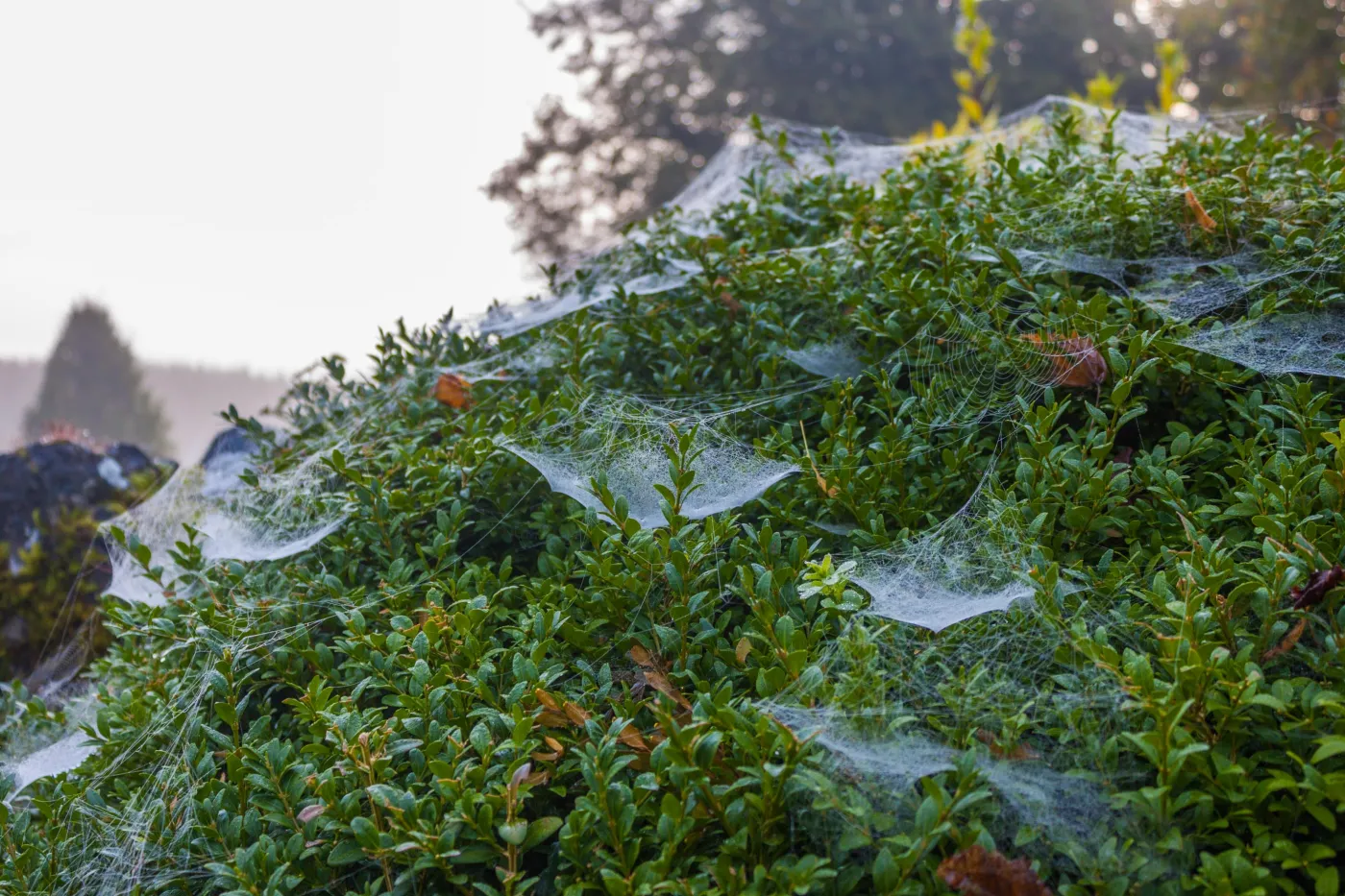 Na iglakach w twoim ogrodzie pojawiły się pajęczyny? To bardzo zła wiadomość