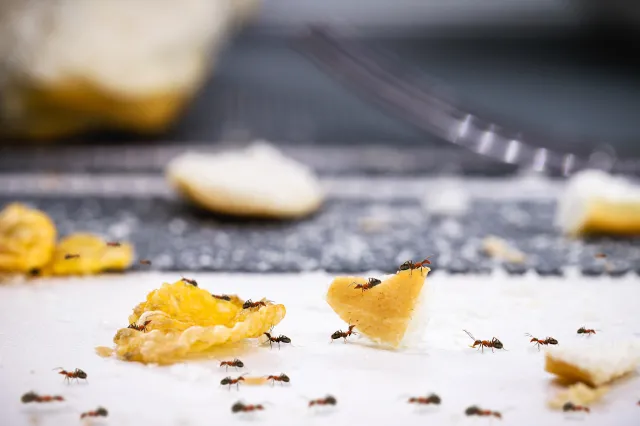 Tych małych gości nie chcemy w swoich mieszkaniach. Jak pozbyć się mrówek?