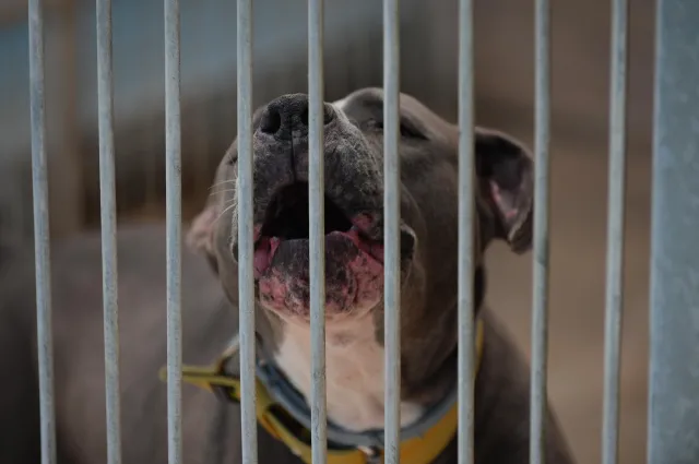 Kontrowersje wokół schroniska Na Paluchu. "To zaszkodzi zwierzętom"