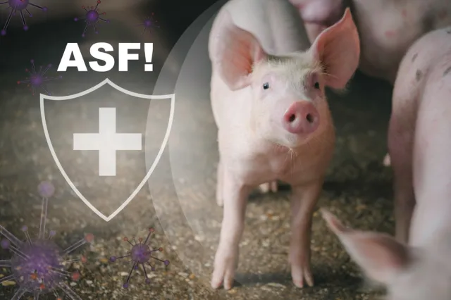 1,8 tys. świń zagrożonych. "Śmiertelność sięga nawet 100 proc"