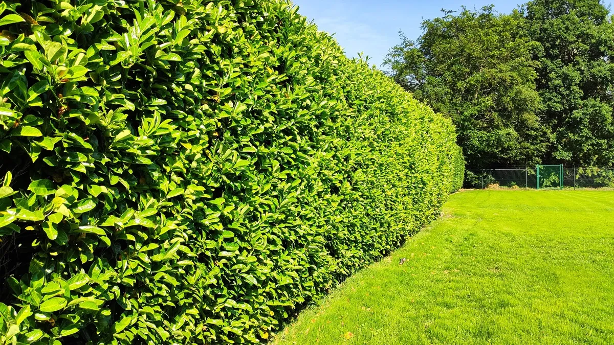 laurowisnia-zywoplot-38244873.jpg
