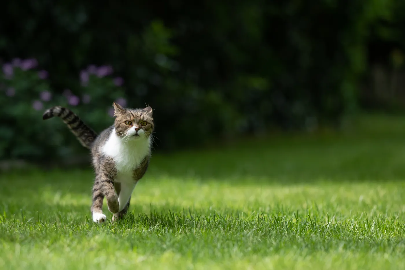 Kot koty Front,View,Of,A,Tabby,White,British,Shorthair,Cat,Running
