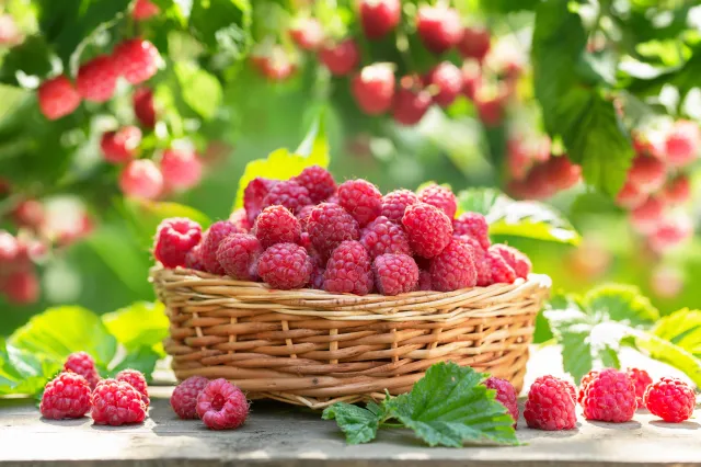 Podsyp tym maliny i nie zapomnij o cięciu. Roślina będzie mieć pyszne, słodkie owoce