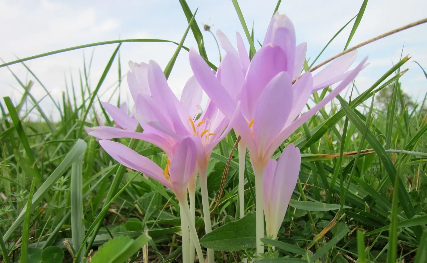Śmiertelne zagrożenie w lasach. Nadleśnictwo ostrzega przed tą rośliną