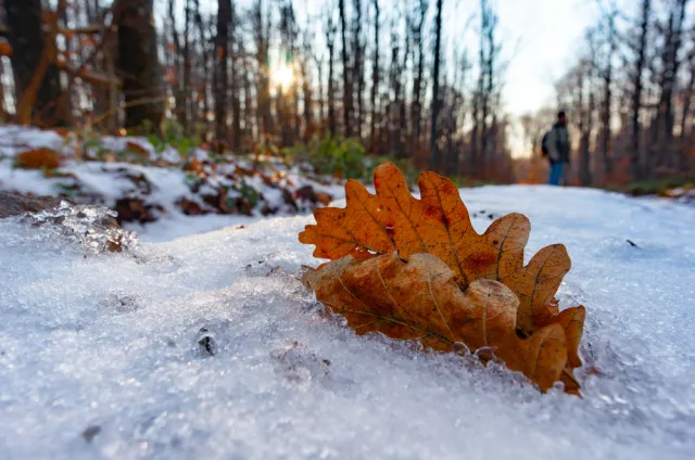 Tajemnicze "kable" w lesie. Lasy Państwowe: Jak w serwerowni