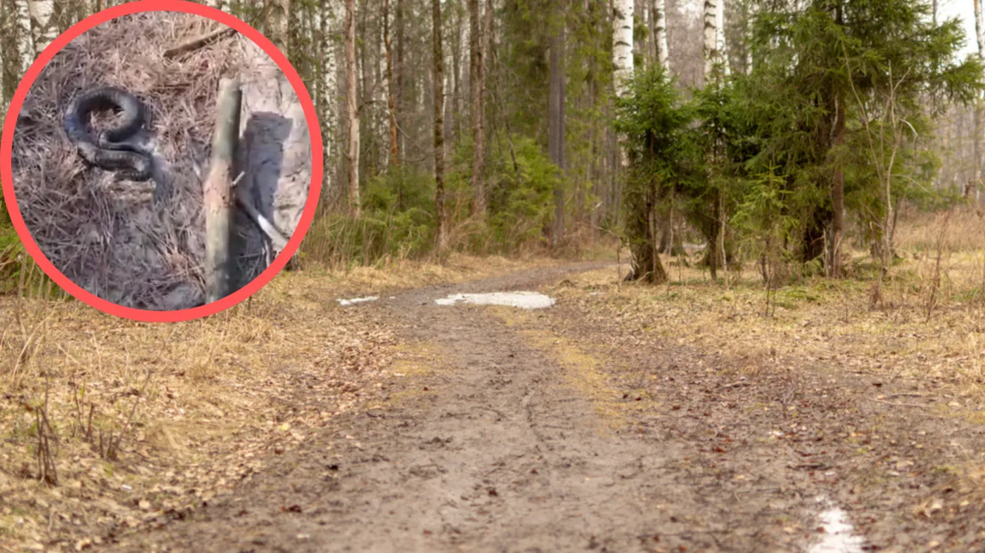 Leśnicy pokazali, co można spotkać w lesie. Jest ważny apel. "Omiń szerokim łukiem"