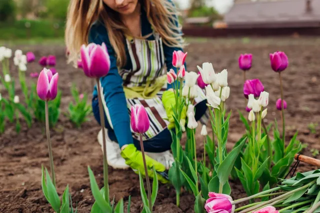 Podlej tym tulipany już teraz. Pięknie rozkwitną i zamienią działkę w rajski ogród