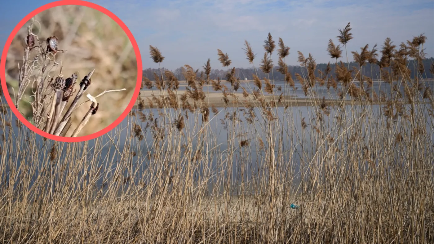 Wyszedł na spacer nad rzekę. Teraz ostrzega innych. Plaga to mało powiedziane