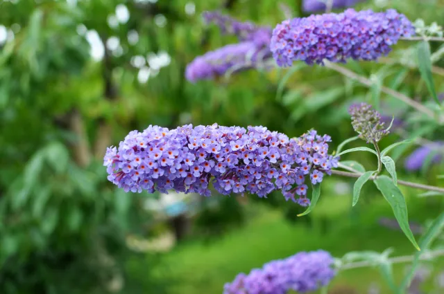 Przytnij budleję Dawida właśnie teraz. Będzie kwitła od czerwca do października