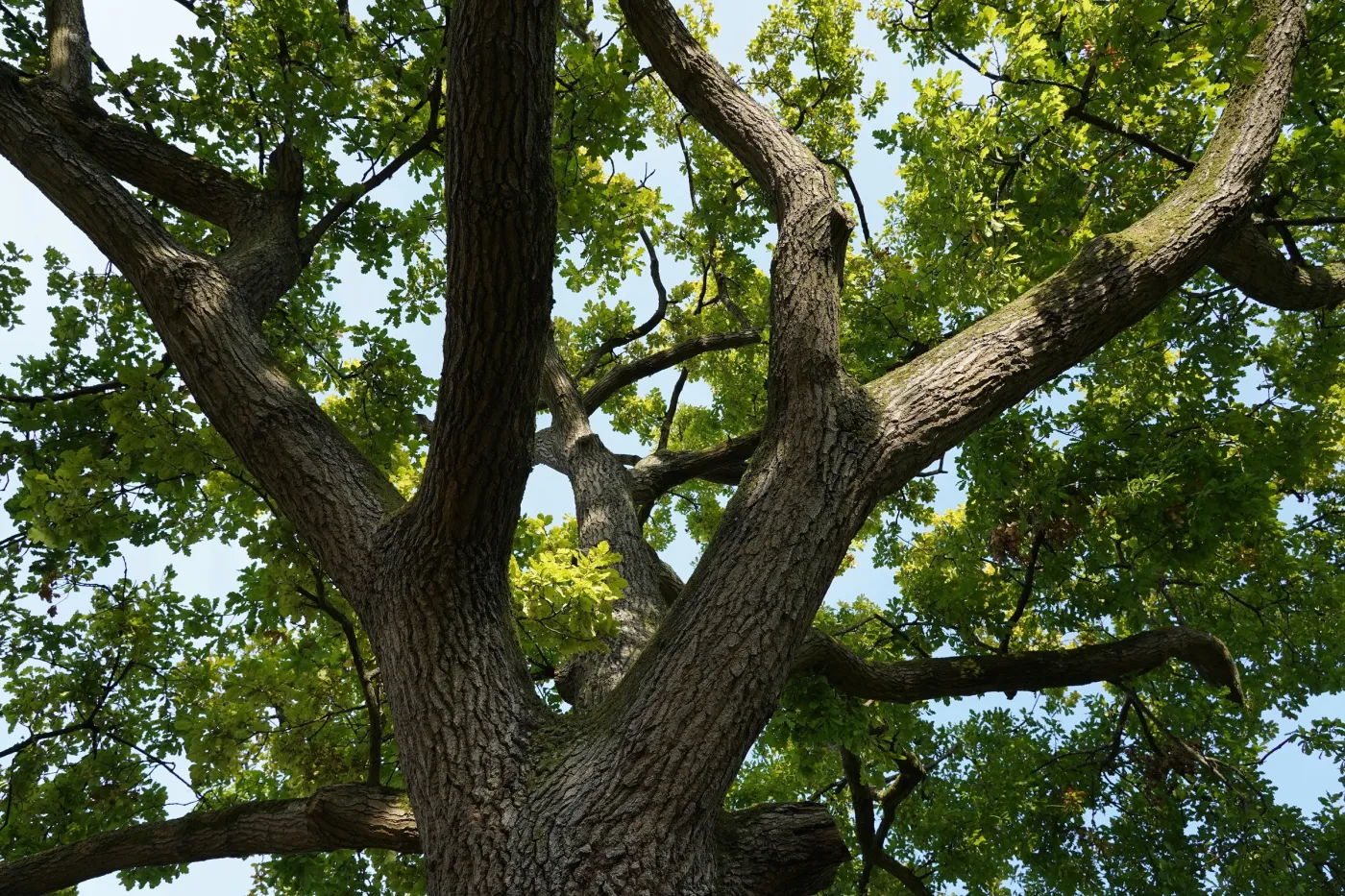 Jak blisko działki sąsiada można sadzić drzewa 2025? Kiedy sąsiad może żądać usunięcia drzewa? Co mówią przepisy?