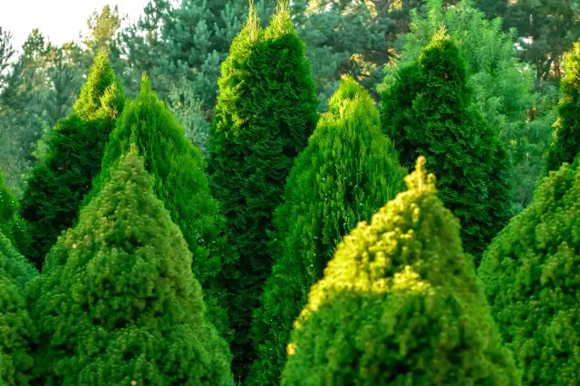 Tuja ma żółte lub brązowe gałązki? Koniecznie rozsyp to na grządce, a odzyska kolor