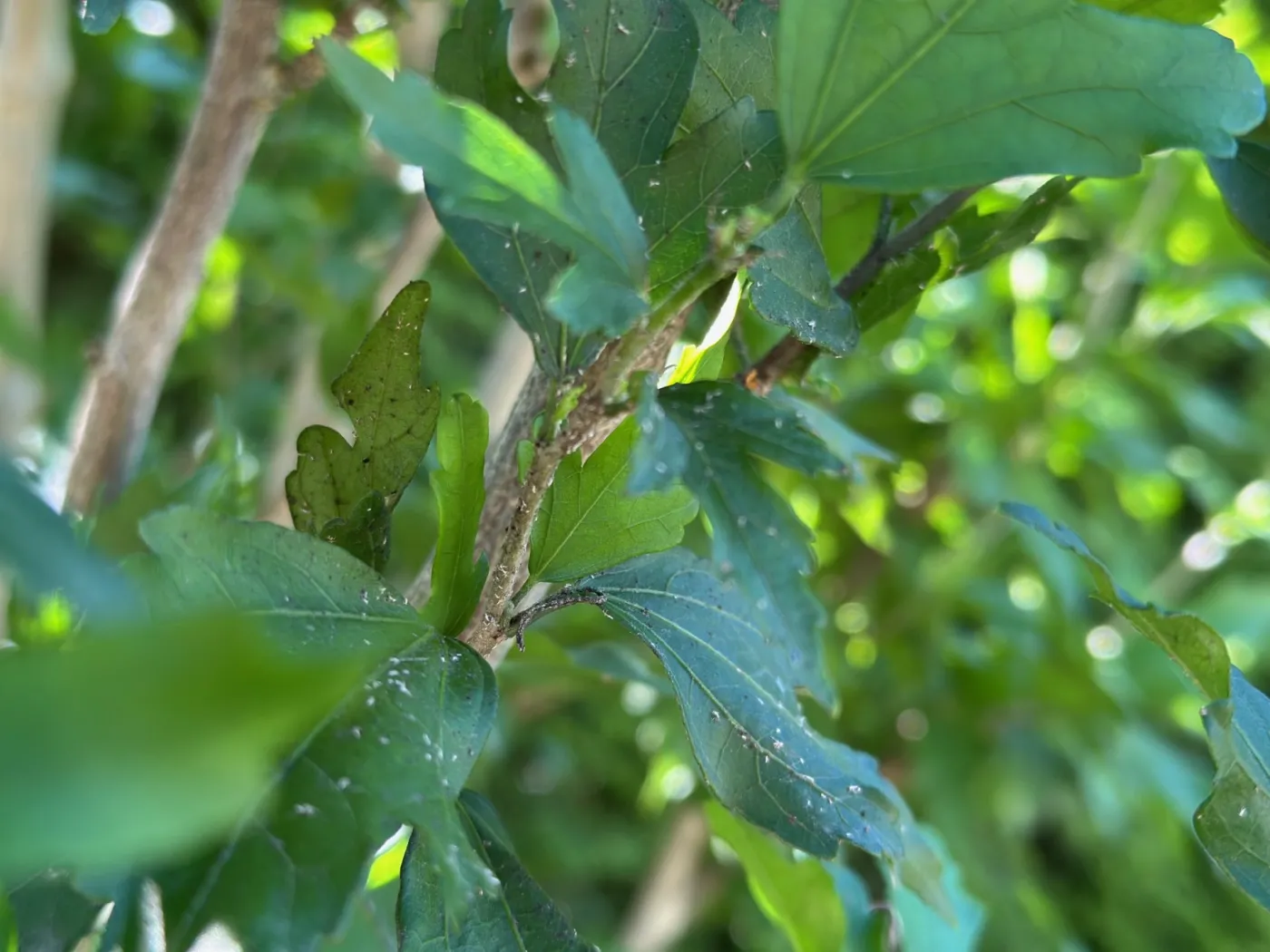 Jak zwalczać mszyce na hibiskusie?