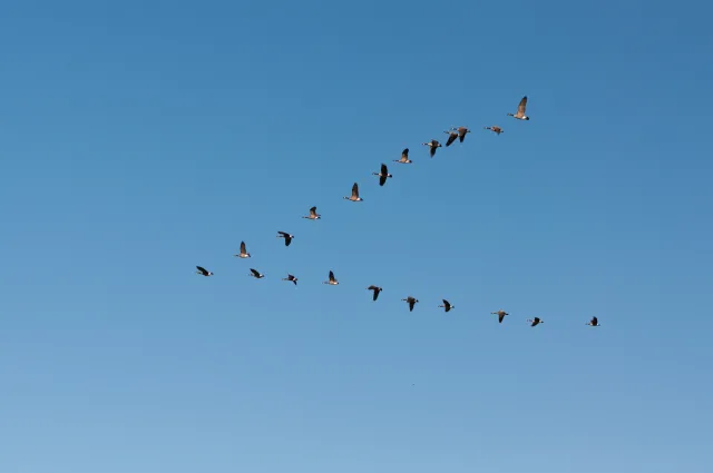 Dziwne zachowanie ptaków nad Polską. Eksperci tłumaczą, co się dzieje