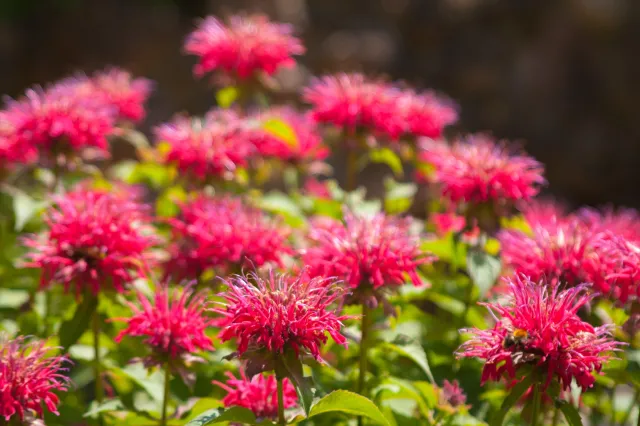 Ta roślina odstrasza kleszcze. Dzięki jej liściom przygotujesz "polską Earl Grey"