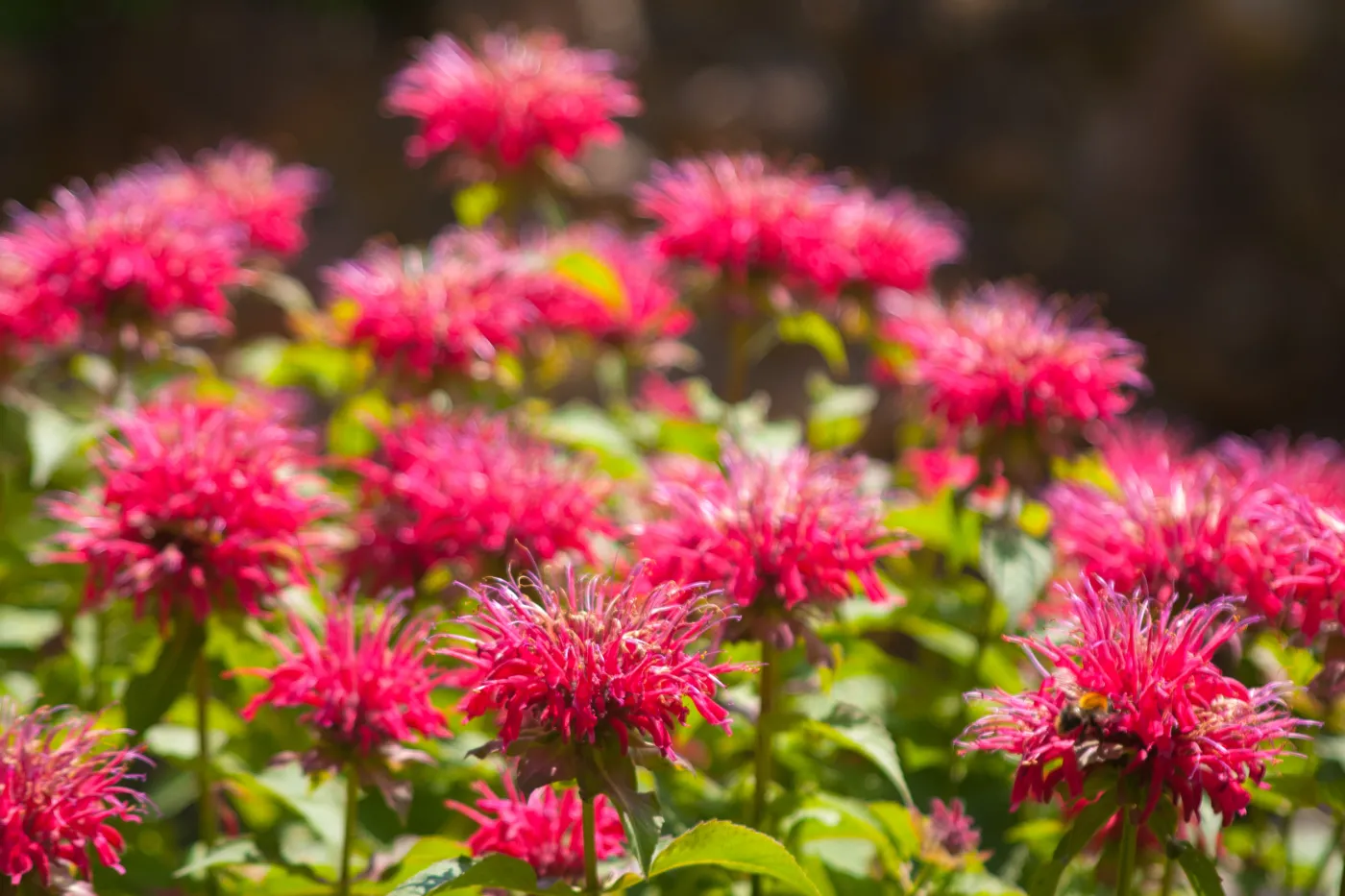 Ta roślina odstrasza kleszcze. Dzięki jej liściom przygotujesz "polską Earl Grey"