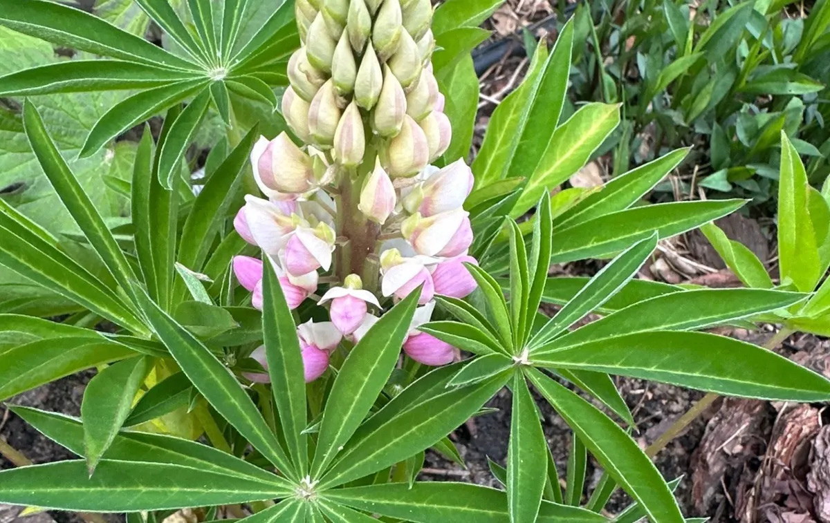 Ta popularna roślina ogrodowa jest zakazana. To inwazyjny gatunek obcy w Polsce. Co sadzić zamiast niej?