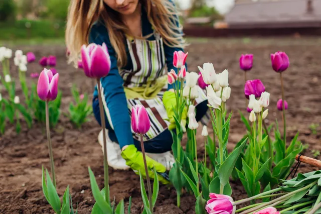 Tulipany przekwitły? Pamiętaj o tym zabiegu, aby za rok znów cieszyć się ich pięknem