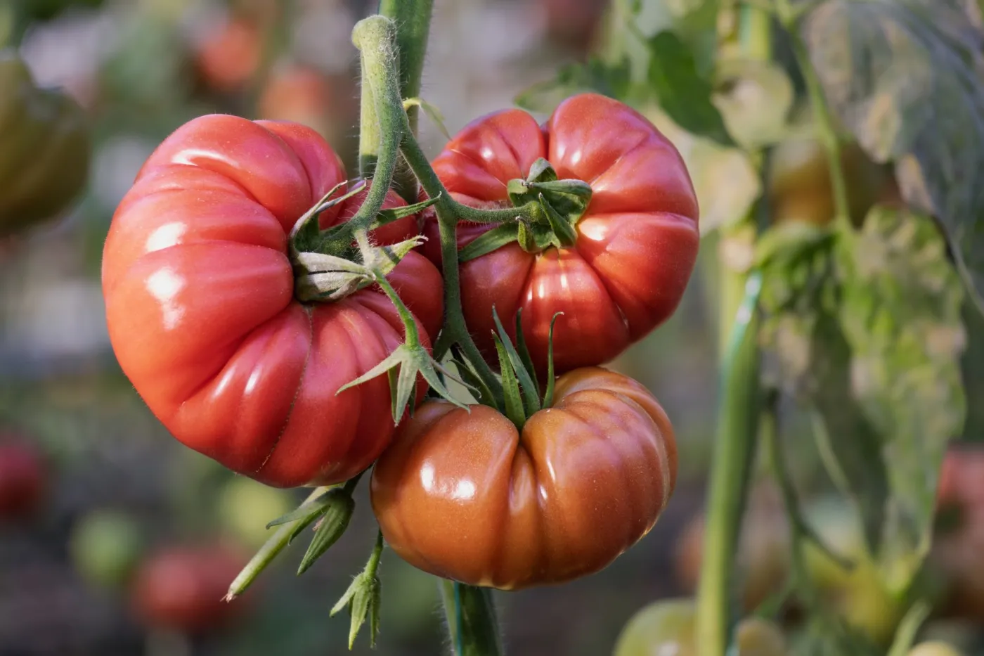 pomidor-odmiana-mexico-39038502.jpg