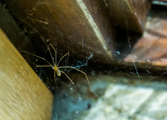 Posmaruj tym okna i taras. Pająki przestaną pchać się do twojego domu
