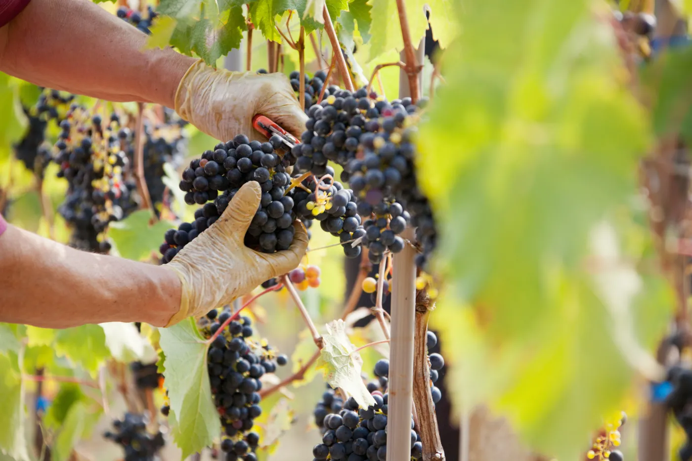 Cięcie winogron wiosną. Kiedy wykonać przycinanie winogron? Jak prawidłowo to zrobić?