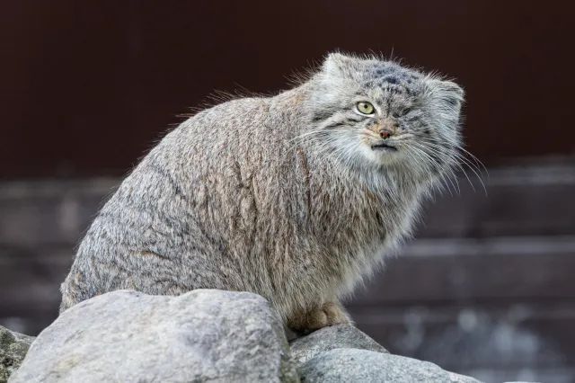 Odnalazła się Bożenka, poznańskie ZOO odetchnęło. Ktoś celowo wypuścił ją z klatki