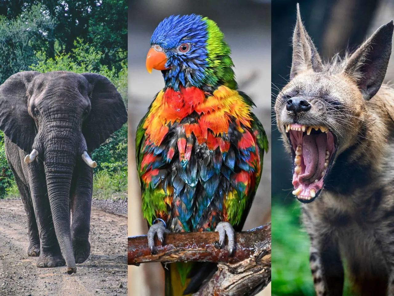 85 proc. internautów się myli. QUIZ Zwierzęta świata. Rozpoznasz gatunek po jednym fakcie?