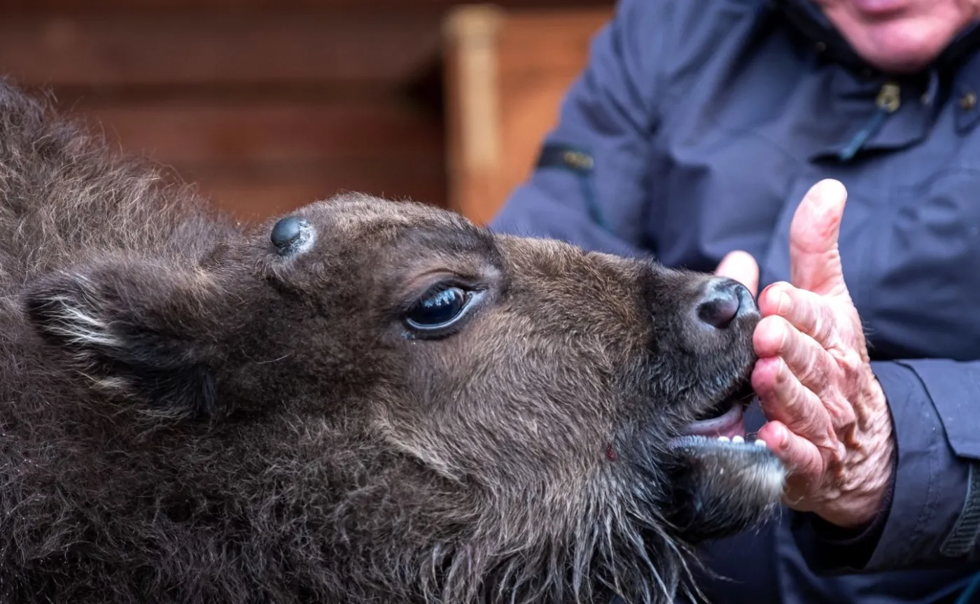 Porzucone przez matkę żubrzątko dorasta z owieczką. Wybierz IMIĘ dla maluszka