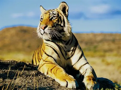 Każdy może chronić dziką przyrodę