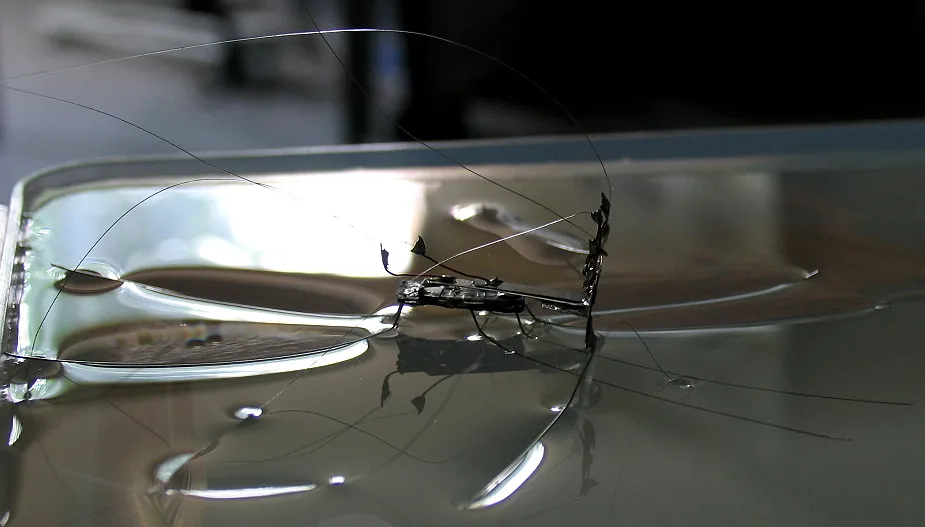 Robot umie stać na wodzie jak owad