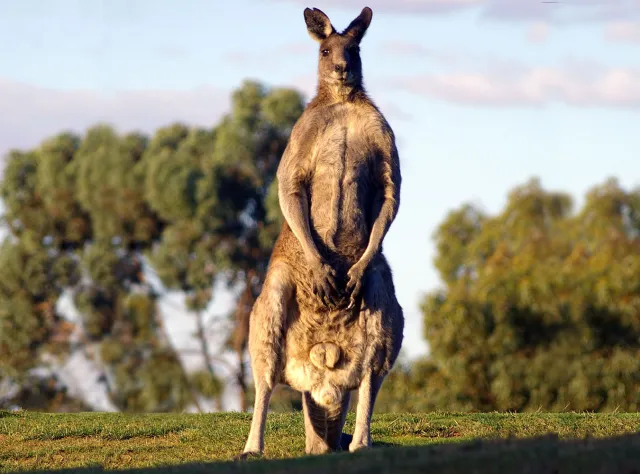 Obsceniczny kangur na polu golfowym