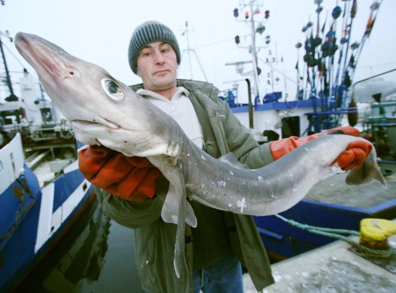 Rybacy z Kołobrzegu złowili w Bałtyku rekina