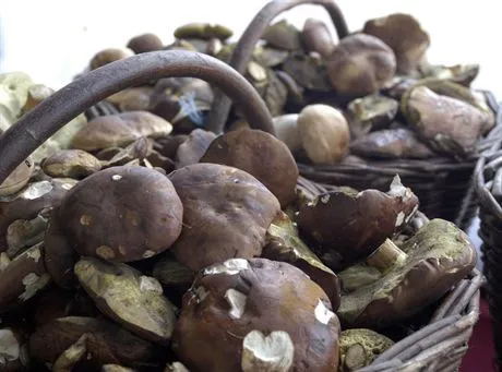 Lusowko 21 .08.05 Obfite grzybobranie, Nz. Rodzina Gelwing z Lusowka zebrala ponad 60 kg grzybow. Fot. Remigiusz Sikora