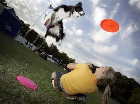 Wolą latać za talerzem, niż siedzieć przy misce