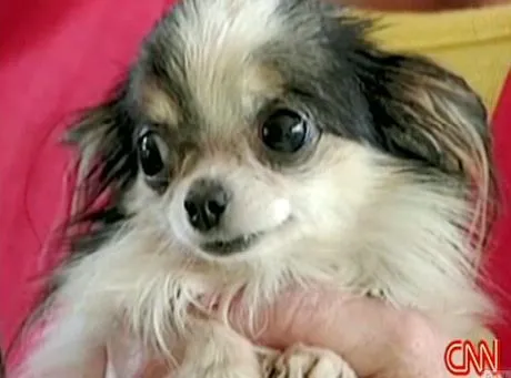 Najmniejszy piesek świata ma 10 centymetrów