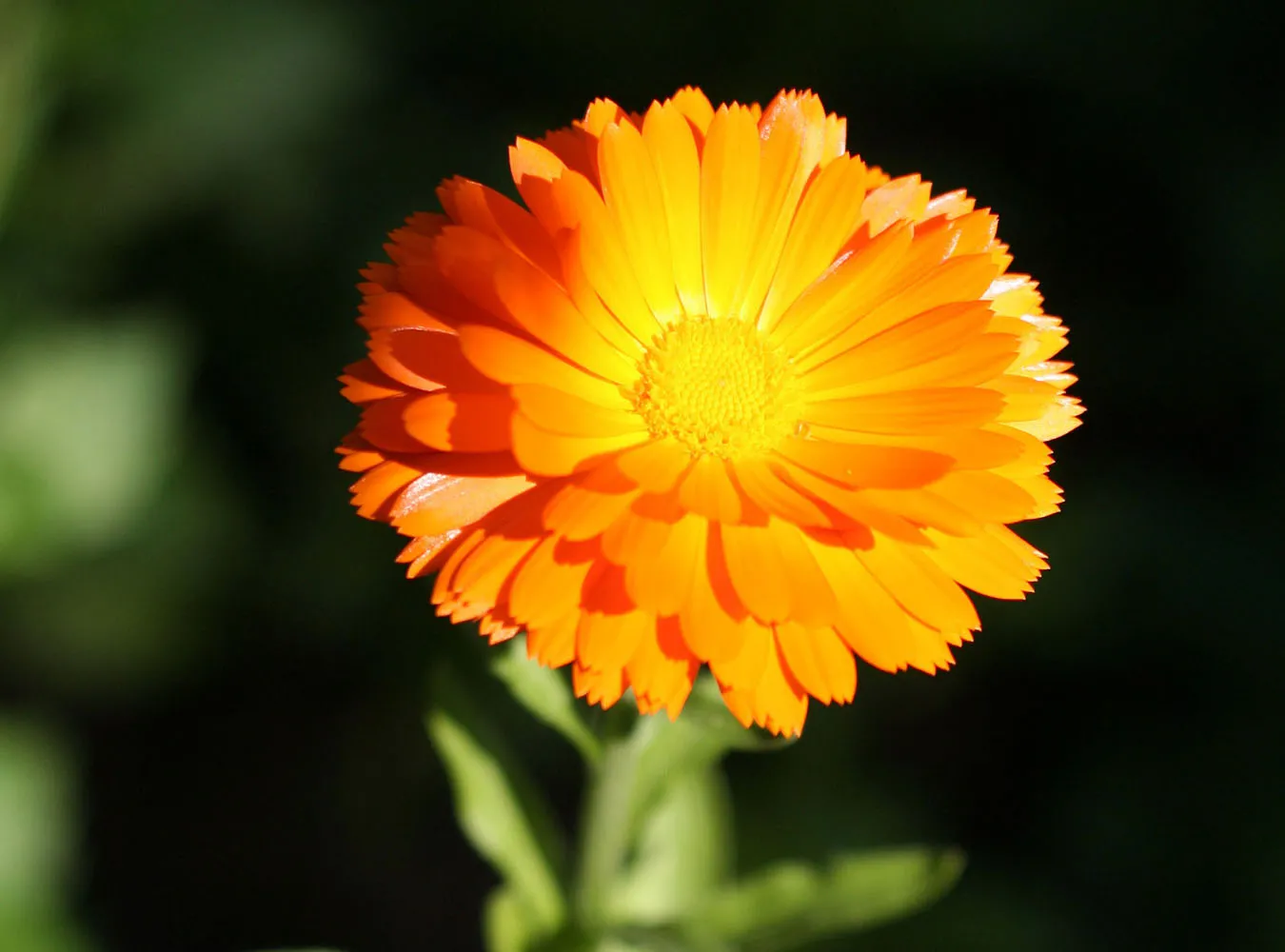 Ukraińscy naukowcy wychodowali nagietki w księżycowej glebie