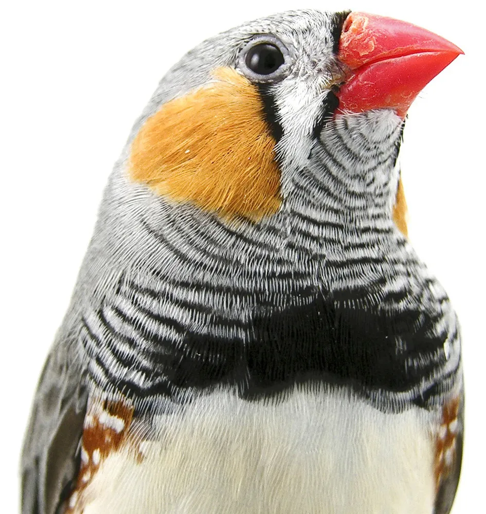 Ptaki i ludzie gaworzą tak samo