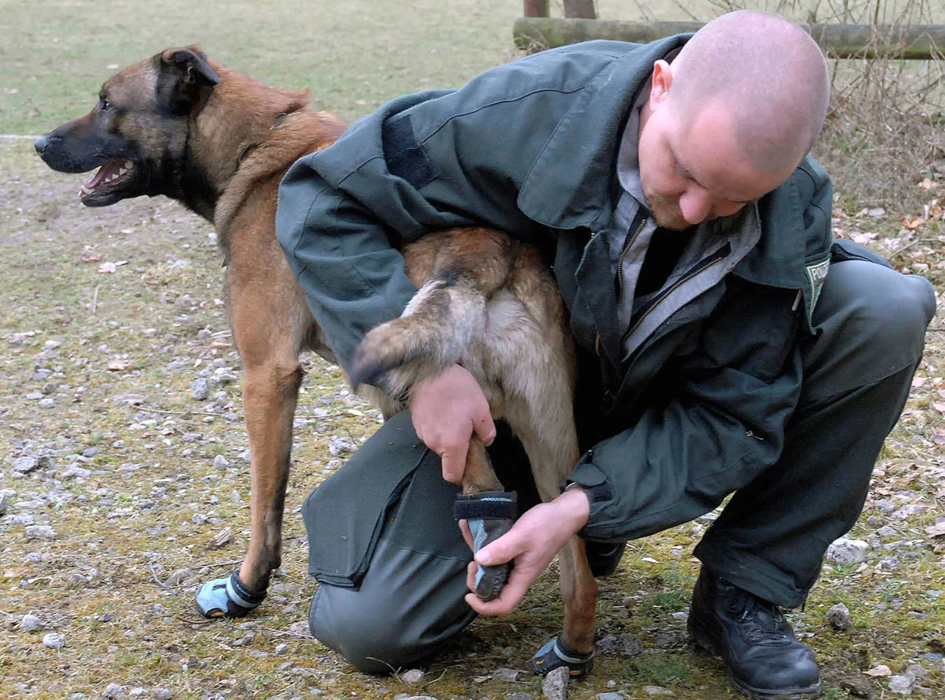Policja z Dusseldorfu rozda psom buty