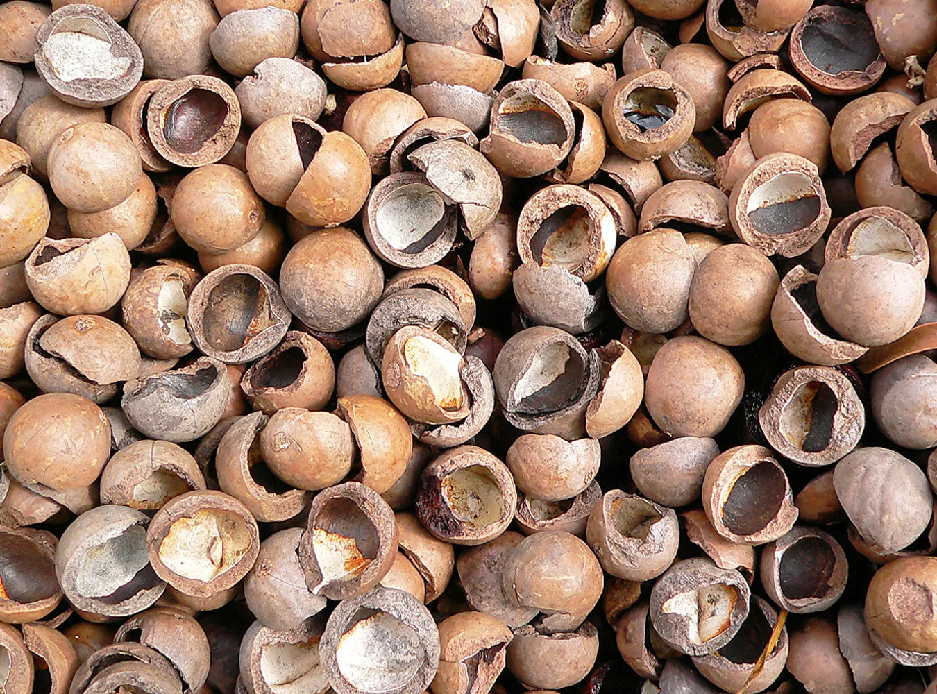 Moc ze skorupek orzeszków