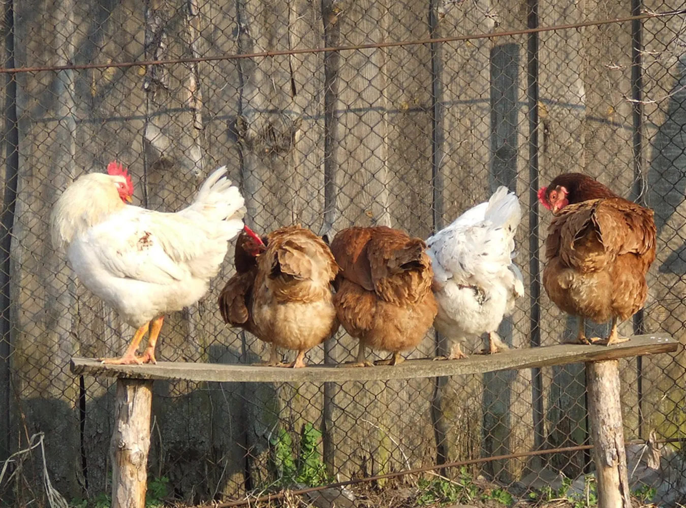 Lech Kaczyński stawia Gruzinom... kurniki