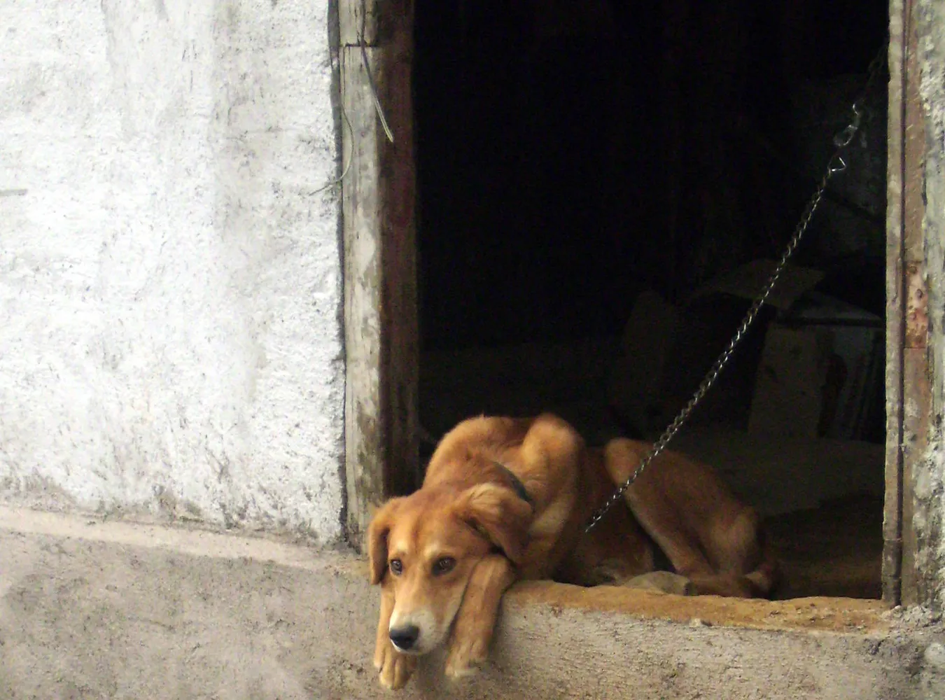 Platforma chce uwolnić psy z łańcuchów